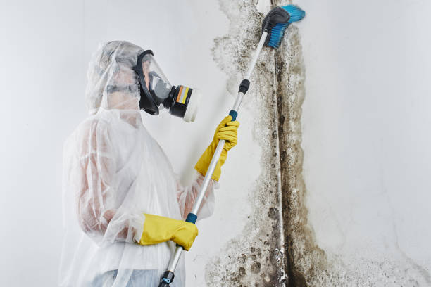 Best Commercial Mold Removal  in Cudjoe Key, FL