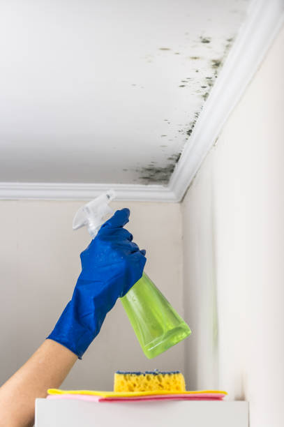 Best Mold Damage Repair  in Cudjoe Key, FL